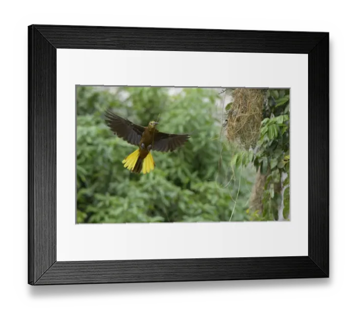 Framed Print : Ecuador, Orellana, Napo River. Russet-backed oropendola (Psarocolius angustifrons) Framed Print : Ecuador, Orellana, Napo River. Russet-backed oropendola (Psarocolius angustifrons)