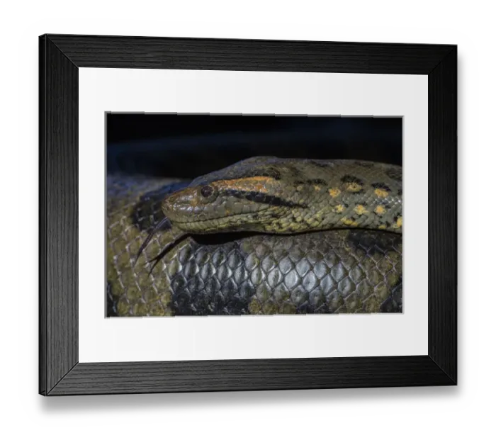 Framed Print : Anaconda, (Eunectes murinus), Georgetown zoo, GUYANA. captive Framed Print : Anaconda, (Eunectes murinus), Georgetown zoo, GUYANA. captive