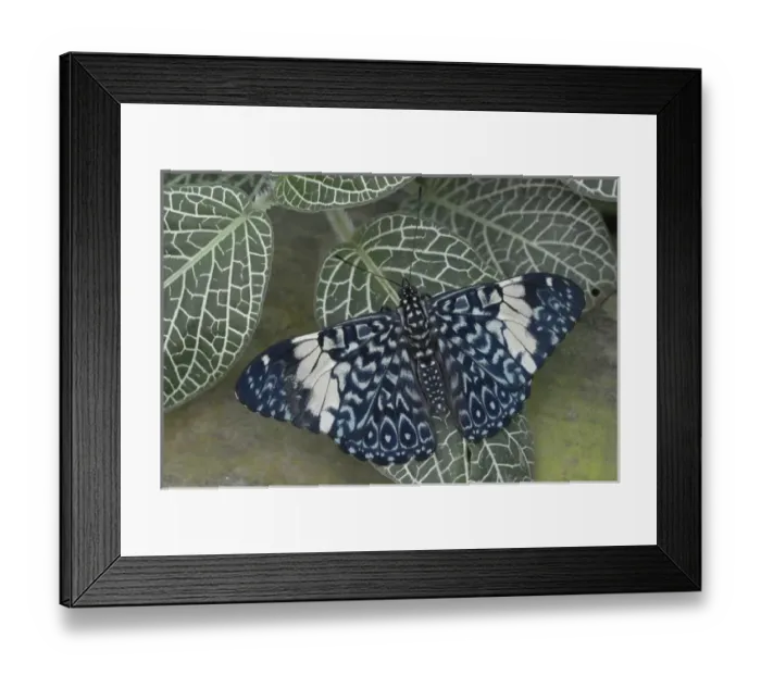 Framed Print : Ecuador, Orellana, Napo River. Hamadryas amphinome butterfly at the La Selva Jungle Lodge Framed Print : Ecuador, Orellana, Napo River. Hamadryas amphinome butterfly at the La Selva Jungle Lodge