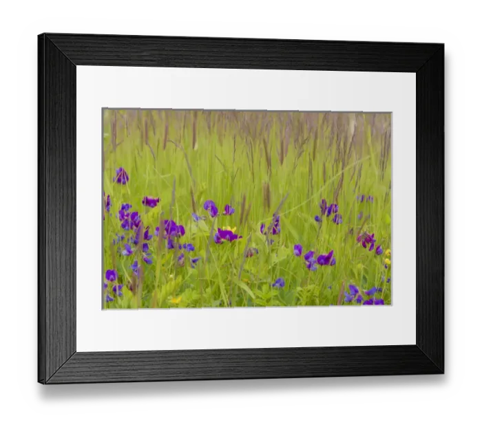 Framed Print : USA, Alaska, Glacier Bay National Park. Wildflowers in grassy meadow