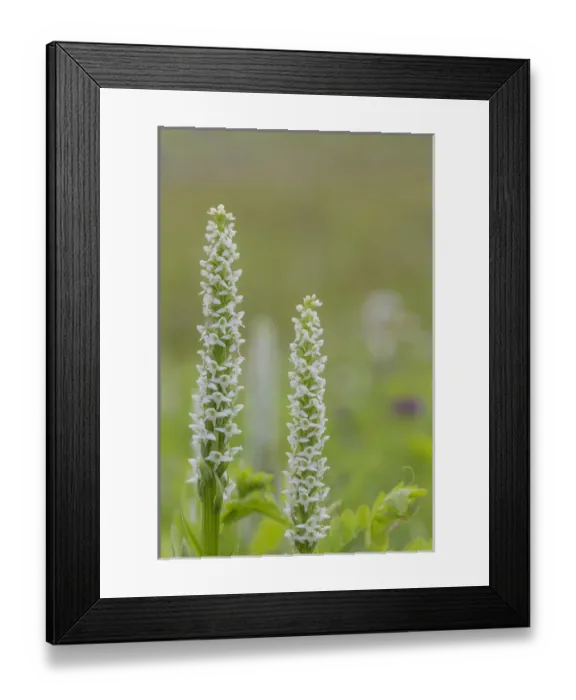 Framed Print : USA, Alaska, Glacier Bay National Park. Close-up of white bog orchid Framed Print : USA, Alaska, Glacier Bay National Park. Close-up of white bog orchid