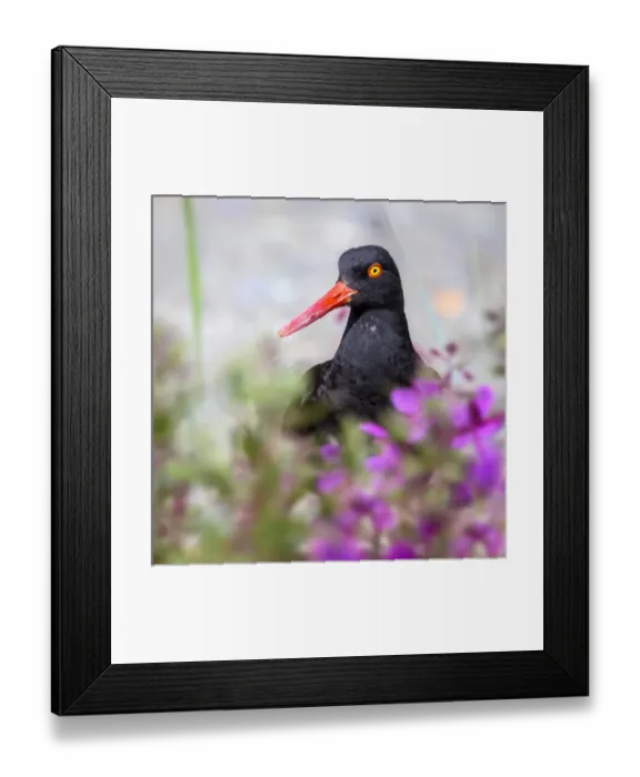 Framed Print : USA, Alaska, Glacier Bay National Park. Black oyster catcher bird and flowers. Credit as