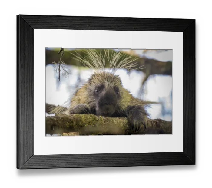 Framed Print : USA, Alaska, Glacier Bay National Park. Close-up of porcupine in a tree. Credit as Framed Print : USA, Alaska, Glacier Bay National Park. Close-up of porcupine in a tree. Credit as