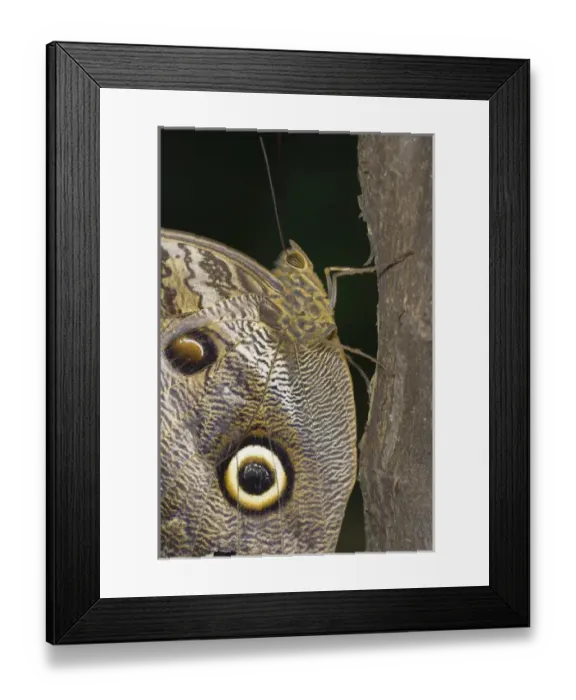 Framed Print : Ecuador, Orellana, Napo River. Owl butterfly (Caligo idomeneus) in the Amazon rainforest Framed Print : Ecuador, Orellana, Napo River. Owl butterfly (Caligo idomeneus) in the Amazon rainforest
