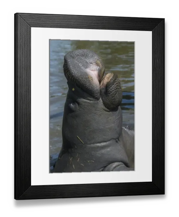 Framed Print : West Indian Manatee (Trichechus manatus), Georgetown, GUYANA Framed Print : West Indian Manatee (Trichechus manatus), Georgetown, GUYANA