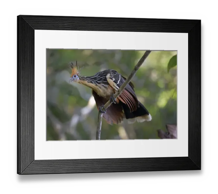 Framed Print : Ecuador, Orellana, Napo River. Hoatzin (Opisthocomus hoazin) on a branch, La Selva Jungle Eco Lodge Framed Print : Ecuador, Orellana, Napo River. Hoatzin (Opisthocomus hoazin) on a branch, La Selva Jungle Eco Lodge