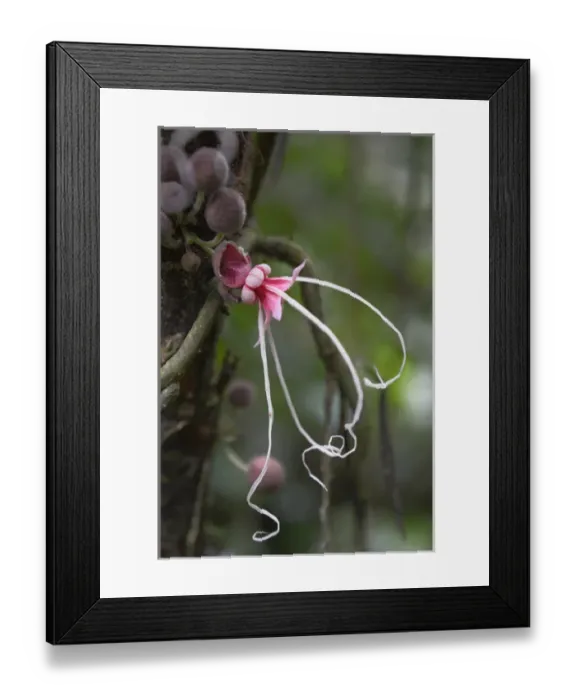 Framed Print : Ecuador, Orellana, Napo River. Wild cocoa plant (Herrania mariae), Herrania tree Framed Print : Ecuador, Orellana, Napo River. Wild cocoa plant (Herrania mariae), Herrania tree