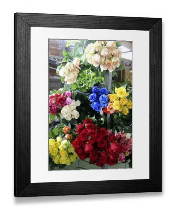 Framed Print : South America, Ecuador, Cayambe. Assorted fresh rose bouquets Framed Print : South America, Ecuador, Cayambe. Assorted fresh rose bouquets