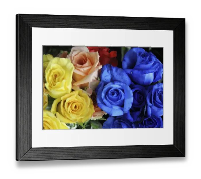 Framed Print : South America, Ecuador, Cayambe. Assorted fresh rose bouquets Framed Print : South America, Ecuador, Cayambe. Assorted fresh rose bouquets