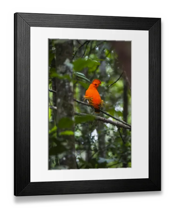 Framed Print : Guianan cock-of-the-rock (Rupicola rupicola) at Kaieteur Falls GUYANA South America Framed Print : Guianan cock-of-the-rock (Rupicola rupicola) at Kaieteur Falls GUYANA South America