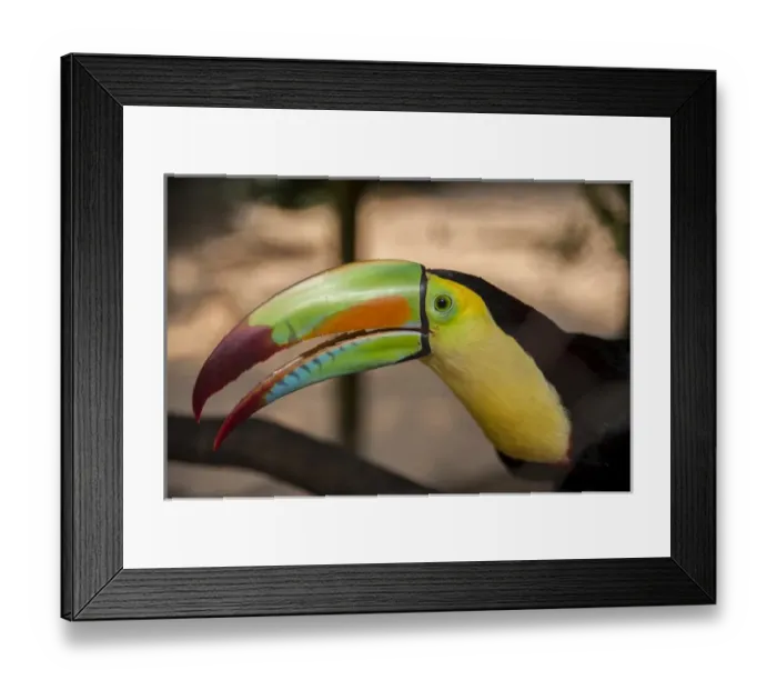 Framed Print : Central America, Honduras, Roatan, Keel-Billed Toucan, Roatan Butterfly Garden Framed Print : Central America, Honduras, Roatan, Keel-Billed Toucan, Roatan Butterfly Garden