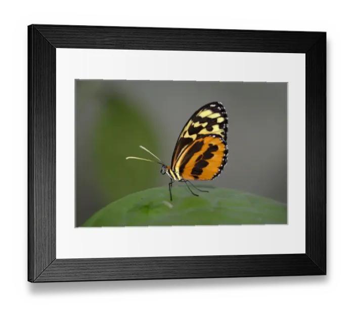 Framed Print : Ecuador, Orellana, Napo River. Heliconius Butterfly Framed Print : Ecuador, Orellana, Napo River. Heliconius Butterfly