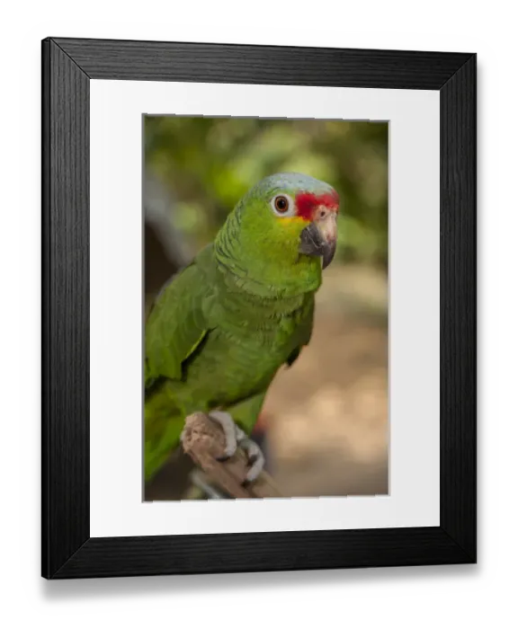 Framed Print : Central America, Honduras, Roatan, Roatan Butterfly Garden, Red Lored Parrot Framed Print : Central America, Honduras, Roatan, Roatan Butterfly Garden, Red Lored Parrot