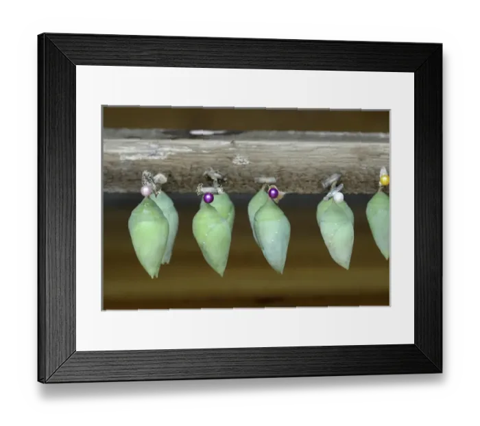Framed Print : Ecuador, Orellana, Napo River. Chrysalis in the La Selva butterfly farm Framed Print : Ecuador, Orellana, Napo River. Chrysalis in the La Selva butterfly farm