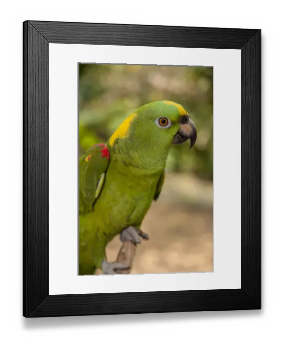 Framed Print : Central America, Honduras, Roatan, Roatan Butterfly Garden, Yellow Crowned Parrot Framed Print : Central America, Honduras, Roatan, Roatan Butterfly Garden, Yellow Crowned Parrot