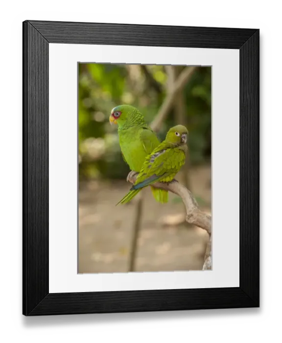 Framed Print : Central America, Honduras, Roatan, White Fronted Amazon Parrot, Roatan Butterfly Garden Framed Print : Central America, Honduras, Roatan, White Fronted Amazon Parrot, Roatan Butterfly Garden
