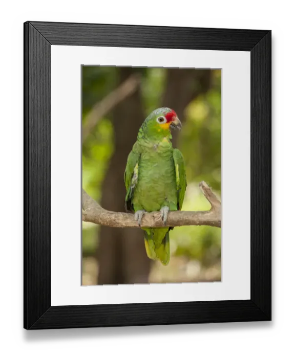 Framed Print : Central America, Honduras, Roatan, Roatan Butterfly Garden, Red Lored Parrot Framed Print : Central America, Honduras, Roatan, Roatan Butterfly Garden, Red Lored Parrot