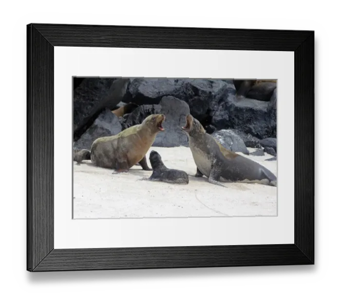 Framed Print : South America, Ecuador, Galapagos, Espanola. Galapagos Sea Lion family Framed Print : South America, Ecuador, Galapagos, Espanola. Galapagos Sea Lion family