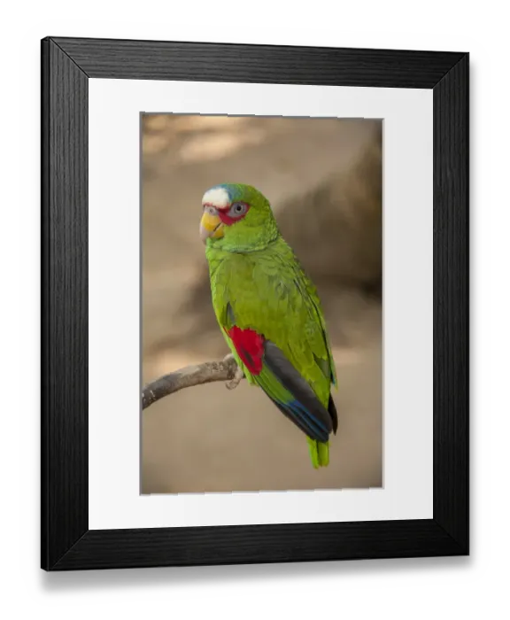 Framed Print : Central America, Honduras, Roatan, Roatan Butterfly Garden, White Fronted Amazon Parrot Framed Print : Central America, Honduras, Roatan, Roatan Butterfly Garden, White Fronted Amazon Parrot