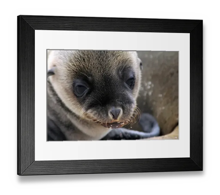 Framed Print : South America, Ecuador, Galapagos, North Seymour Island. Galapagos Sea Lion Pup Framed Print : South America, Ecuador, Galapagos, North Seymour Island. Galapagos Sea Lion Pup