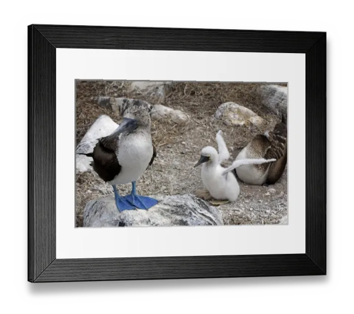 Framed Print : South America, Ecuador, Galapagos, Espanola. Blue footed Booby family Framed Print : South America, Ecuador, Galapagos, Espanola. Blue footed Booby family