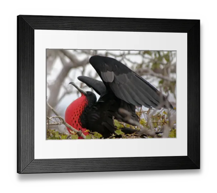 Framed Print : South America, Ecuador, Galapagos, North Seymour Island. Magnificent Frigate Bird