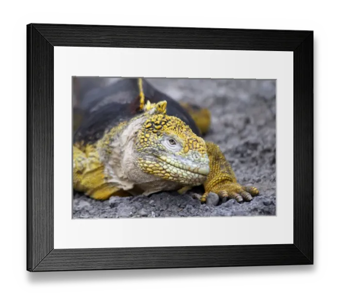 Framed Print : South America, Ecuador, Galapagos, South Plaza Island. Land Iguana Framed Print : South America, Ecuador, Galapagos, South Plaza Island. Land Iguana