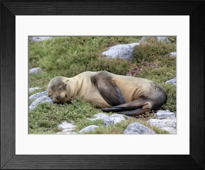Framed Print : South America, Ecuador, Galapagos, South Plaza Island. Sea LIon resting on rocks Framed Print : South America, Ecuador, Galapagos, South Plaza Island. Sea LIon resting on rocks