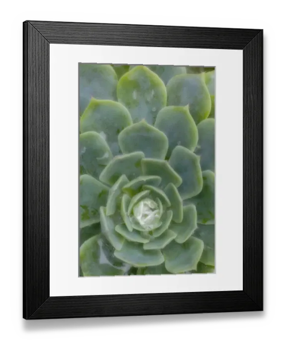 Framed Print : South America, Mexico. Close-up of succulent plant with dew drops Framed Print : South America, Mexico. Close-up of succulent plant with dew drops