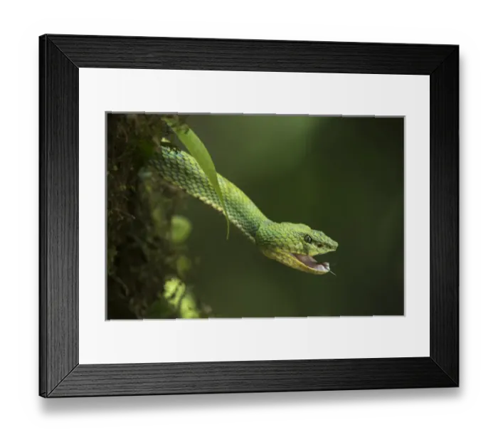 Framed Print : Eyelash Viper (Bothriechis schlegelii) Coastal ECUADOR. Vivarium ID # 3212. Captive Framed Print : Eyelash Viper (Bothriechis schlegelii) Coastal ECUADOR. Vivarium ID # 3212. Captive