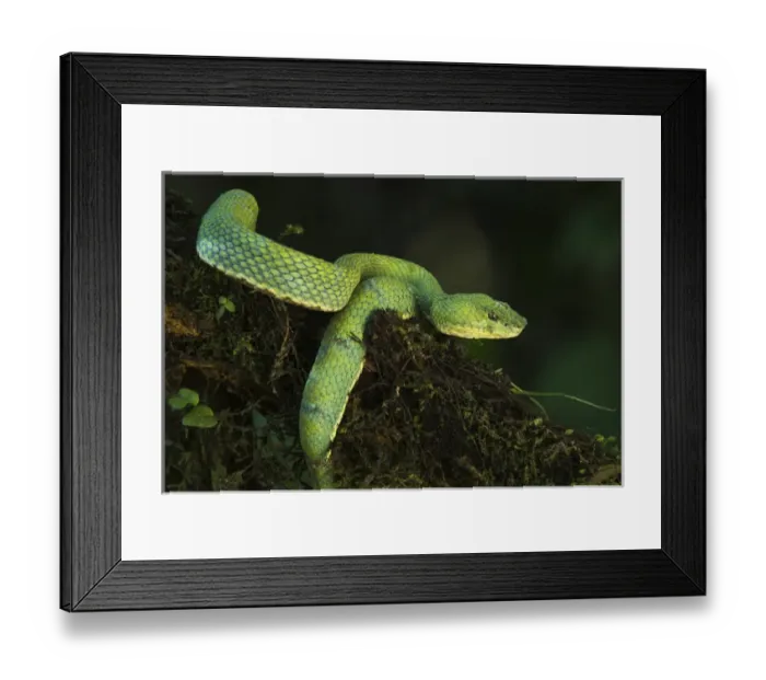 Framed Print : Eyelash Viper (Bothriechis schlegelii) Coastal ECUADOR. Vivarium ID # 3212. Captive