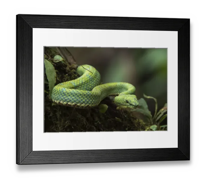 Framed Print : Eyelash Viper (Bothriechis schlegelii) Coastal ECUADOR. Vivarium ID # 3212. Captive Framed Print : Eyelash Viper (Bothriechis schlegelii) Coastal ECUADOR. Vivarium ID # 3212. Captive