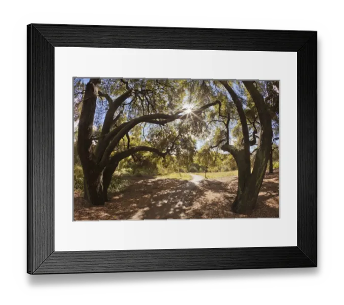 Framed Print : South America, Mexico, Tecate. Fisheye view of Oak trees at Rancho La Purerta. Credit as Framed Print : South America, Mexico, Tecate. Fisheye view of Oak trees at Rancho La Purerta. Credit as