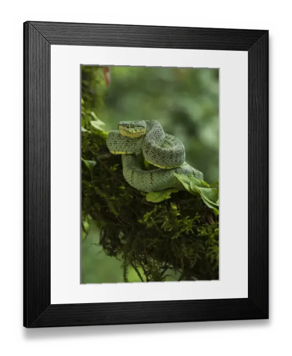 Framed Print : Two-striped forest pitviper (Bothrops bilineata smaragdinus) Amazon, ECUADOR. Vivarium ID # 3484 Framed Print : Two-striped forest pitviper (Bothrops bilineata smaragdinus) Amazon, ECUADOR. Vivarium ID # 3484