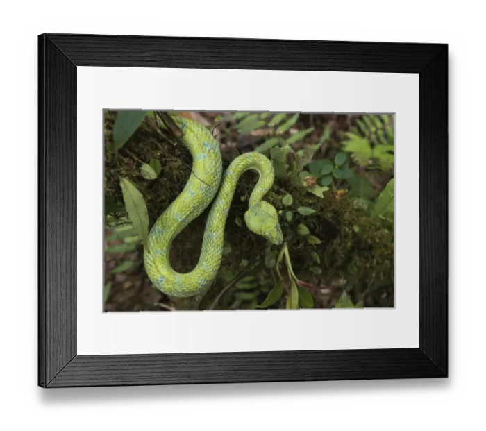 Framed Print : Eyelash Viper (Bothriechis schlegelii) Coastal ECUADOR. Vivarium ID # 3212. Captive Framed Print : Eyelash Viper (Bothriechis schlegelii) Coastal ECUADOR. Vivarium ID # 3212. Captive