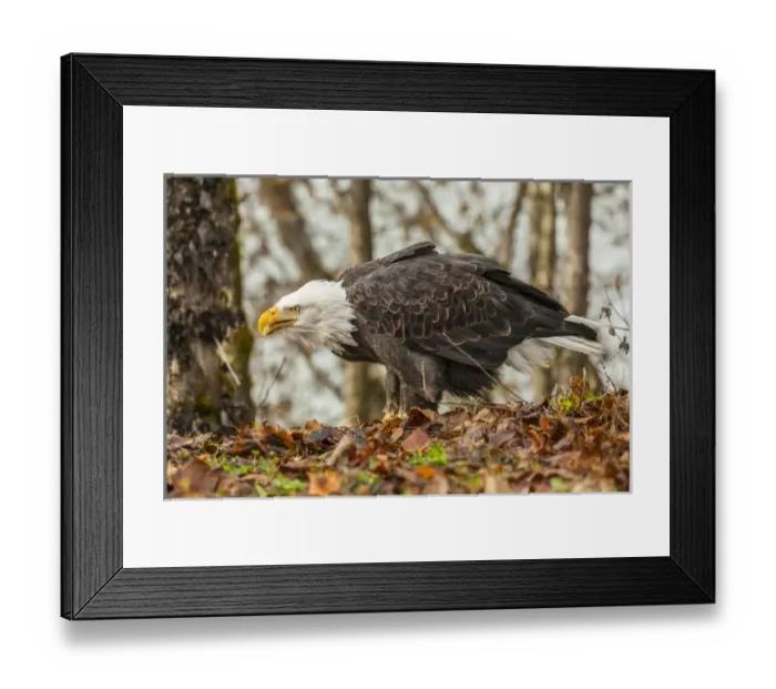 Framed Print : USA, Alaska, Chilkat Bald Eagle Preserve Framed Print : USA, Alaska, Chilkat Bald Eagle Preserve