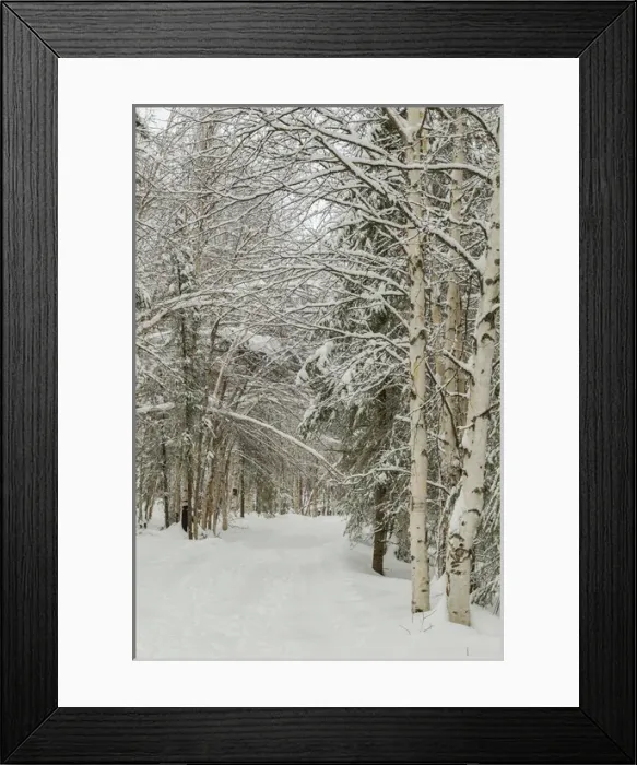 Framed Print : USA, Alaska. Snow-covered birch and spruce forest Framed Print : USA, Alaska. Snow-covered birch and spruce forest