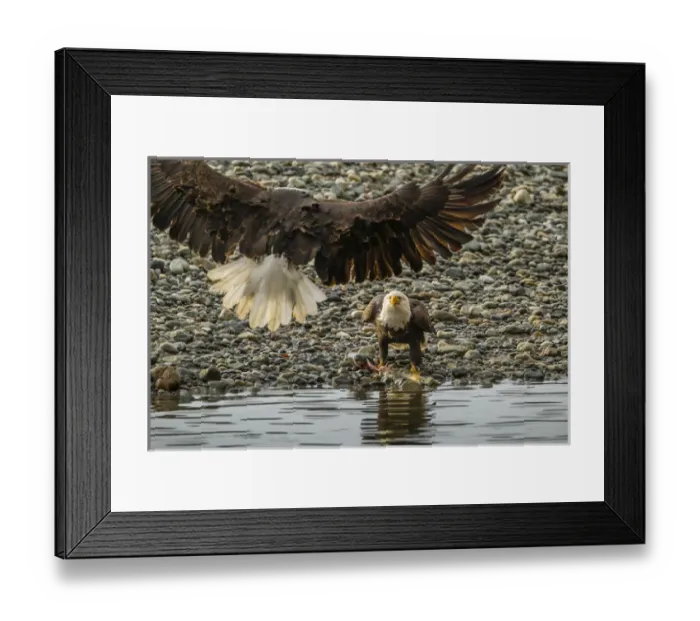 Framed Print : USA, Alaska, Chilkat Bald Eagle Preserve Framed Print : USA, Alaska, Chilkat Bald Eagle Preserve
