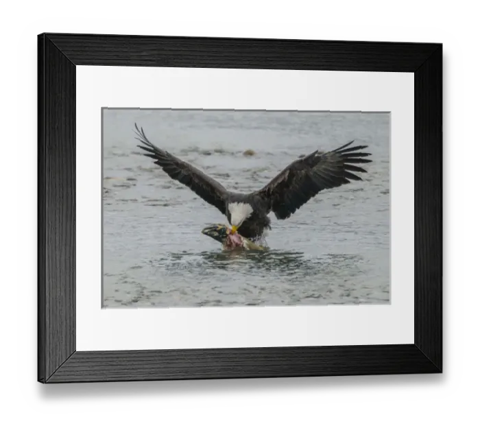 Framed Print : USA, Alaska, Chilkat Bald Eagle Preserve. Bald eagle takes flight with salmon prey Framed Print : USA, Alaska, Chilkat Bald Eagle Preserve. Bald eagle takes flight with salmon prey