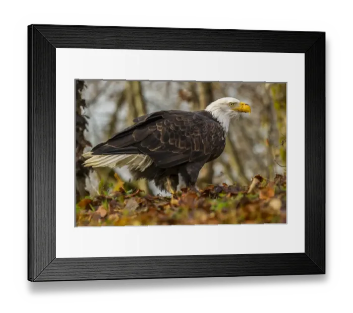 Framed Print : USA, Alaska, Chilkat Bald Eagle Preserve Framed Print : USA, Alaska, Chilkat Bald Eagle Preserve