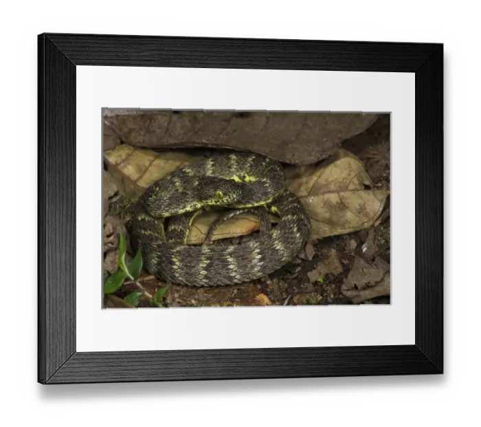 Framed Print : Arboreal Viper (Bothriopsis pulchra) 1000 - 2000m eastern Andes, ECUADOR. Vivarium ID # 3673 Framed Print : Arboreal Viper (Bothriopsis pulchra) 1000 - 2000m eastern Andes, ECUADOR. Vivarium ID # 3673
