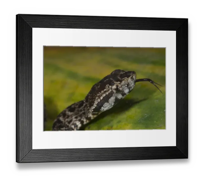 Framed Print : Fer-de-Lance (Bothrops atrox) juvenile, Amazon, ECUADOR. Vivarium ID # 3616. Captive Framed Print : Fer-de-Lance (Bothrops atrox) juvenile, Amazon, ECUADOR. Vivarium ID # 3616. Captive