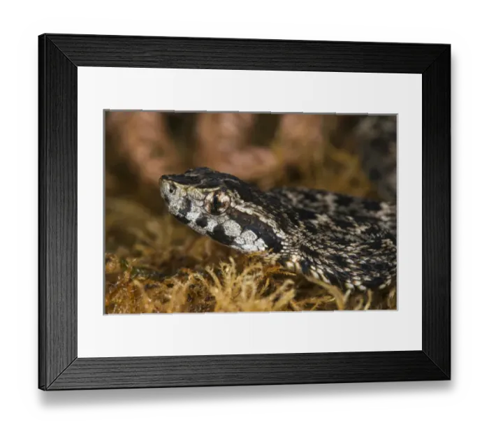 Framed Print : Fer-de-Lance (Bothrops atrox) juvenile, Amazon, ECUADOR. Vivarium ID # 3616. Captive Framed Print : Fer-de-Lance (Bothrops atrox) juvenile, Amazon, ECUADOR. Vivarium ID # 3616. Captive