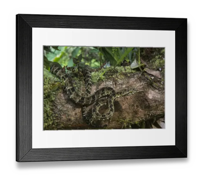 Framed Print : Speckled forest-pitviper (Bothriopsis taeniata)Amazon, ECUADOR. Vivarium ID # 3348 Framed Print : Speckled forest-pitviper (Bothriopsis taeniata)Amazon, ECUADOR. Vivarium ID # 3348