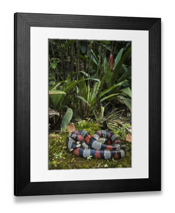 Framed Print : False Coral / Milk Snake (Lampropeltis triangulum micropholis) Andes, ECUADOR Framed Print : False Coral / Milk Snake (Lampropeltis triangulum micropholis) Andes, ECUADOR