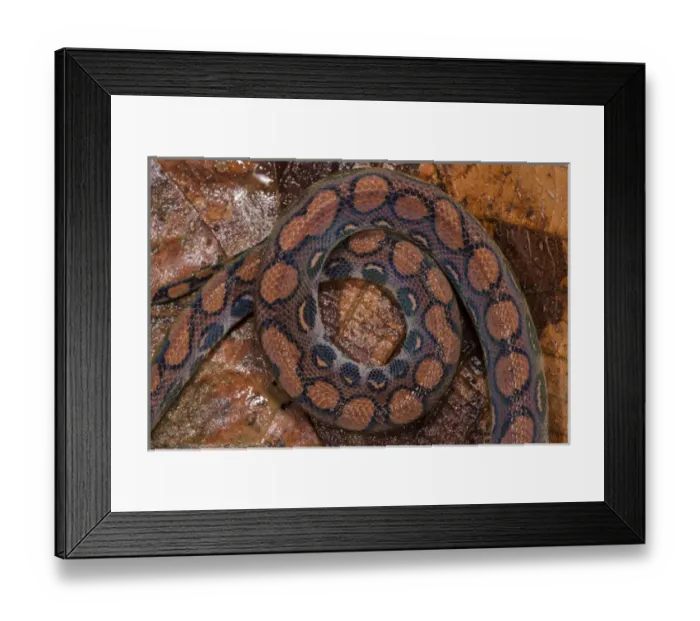 Framed Print : Rainbow Boa (Epicrates cenchria cenchria) Amazon, ECUADOR Framed Print : Rainbow Boa (Epicrates cenchria cenchria) Amazon, ECUADOR