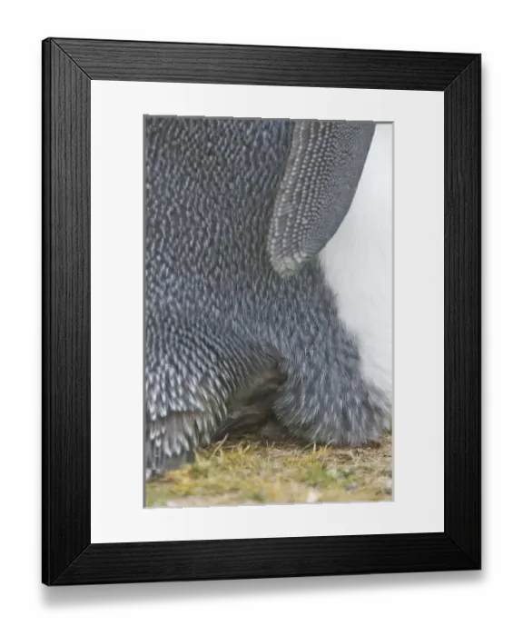 Framed Print : Falkland Islands, Volunteer Point. A juvenile king penguin peeks out from under its Framed Print : Falkland Islands, Volunteer Point. A juvenile king penguin peeks out from under its