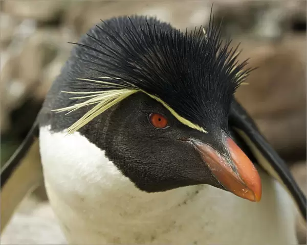 Falkland Islands. Portrait of rockhopper penguin