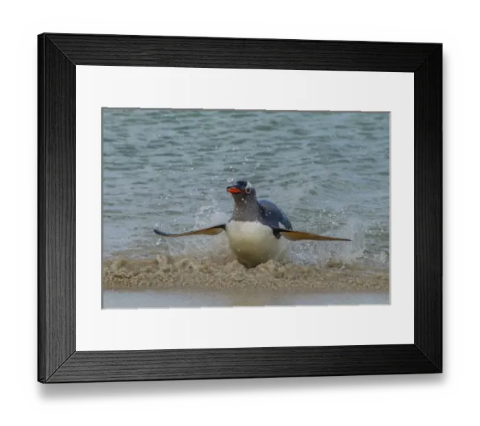 Framed Print : South America, Falkland Islands, Bleaker Island. gentoo penguin surfing Credit as Framed Print : South America, Falkland Islands, Bleaker Island. gentoo penguin surfing Credit as