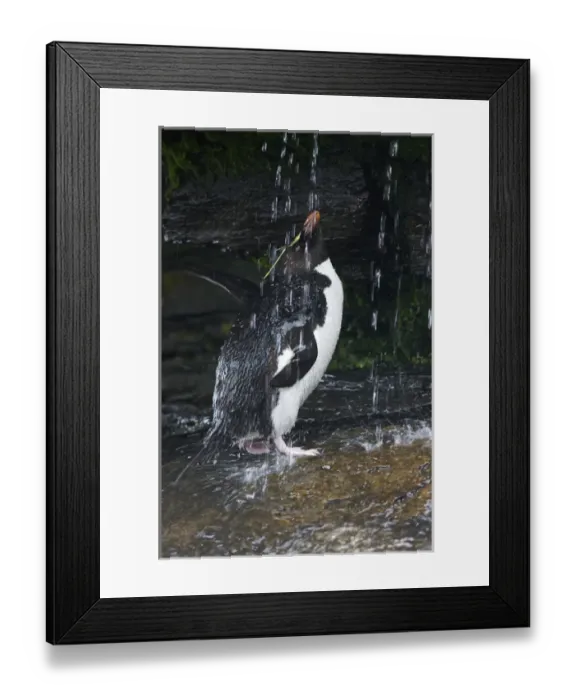 Framed Print : Falkland Islands. Rockhopper penguin bathing in waterfall Framed Print : Falkland Islands. Rockhopper penguin bathing in waterfall